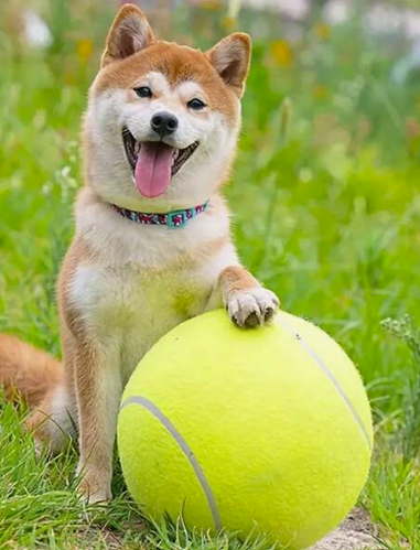 1 pieza de mascota pelota de tenis , perro pelota de tenis Lanzador para entrenamiento , interactivo Juguetes para perros